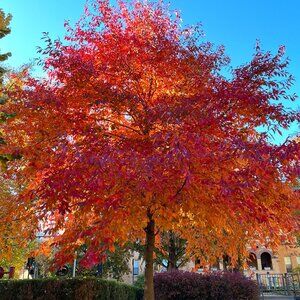 Meet your Posher, Connie